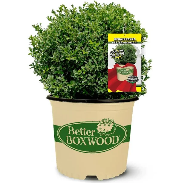 Better Boxwood Renaissance Boxwood Ev...