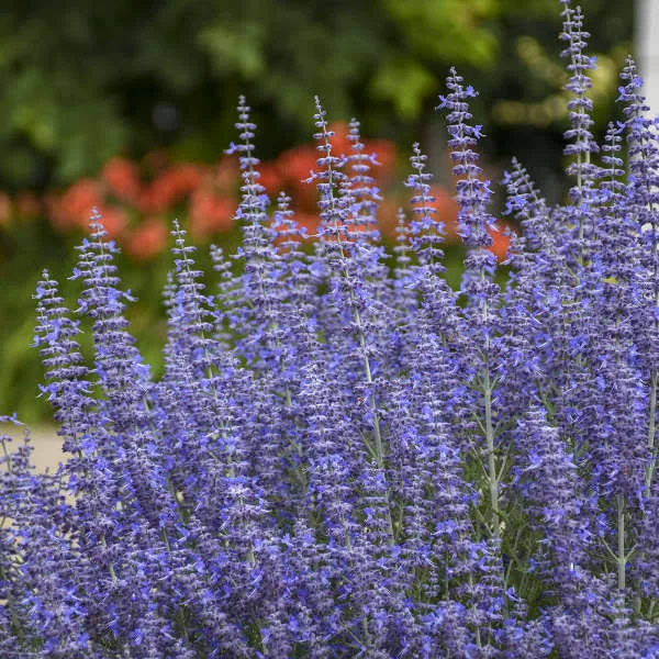 Denim 'N Lace' Russian Sage Perovskia...