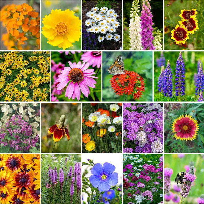 Eden Brothers Perennial Wildflower Se...