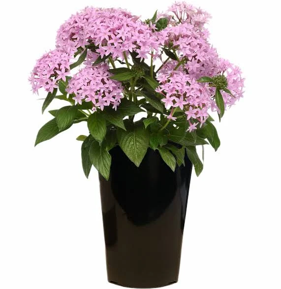 Expert Gardener 12 inch Pentas Purple...