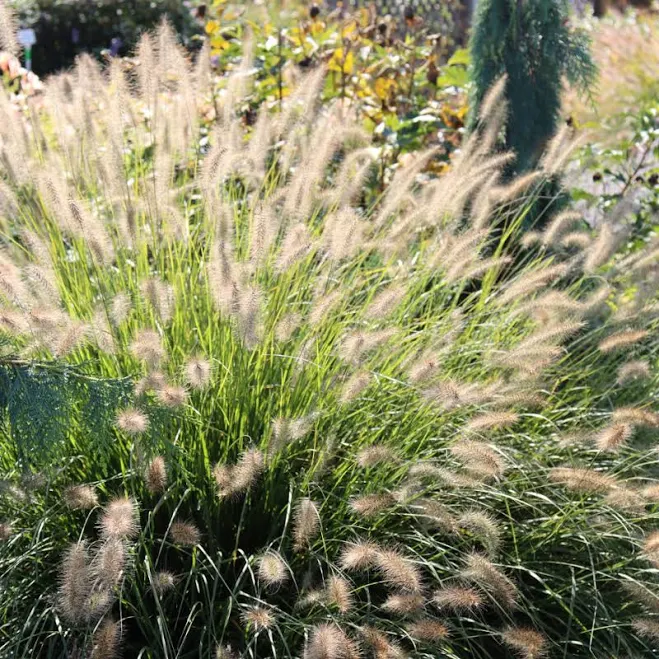 Hameln Fountain Grass