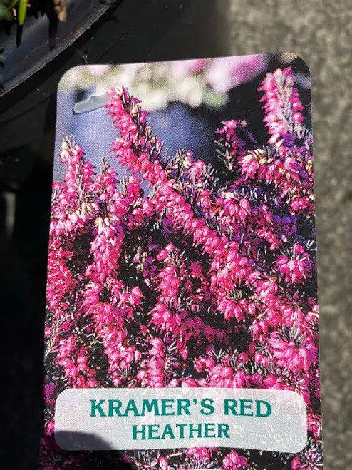 Heather Erica ‘Kraemers Red’ 1 Gallon