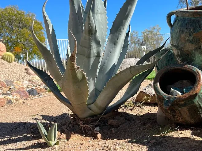 Live Blue Agave Americana Pup: Bare R...