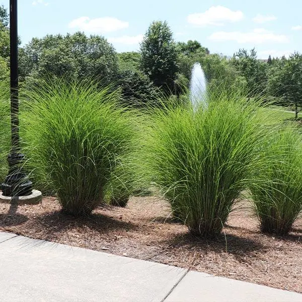 Miscanthus Gracillimus Zone 5-8