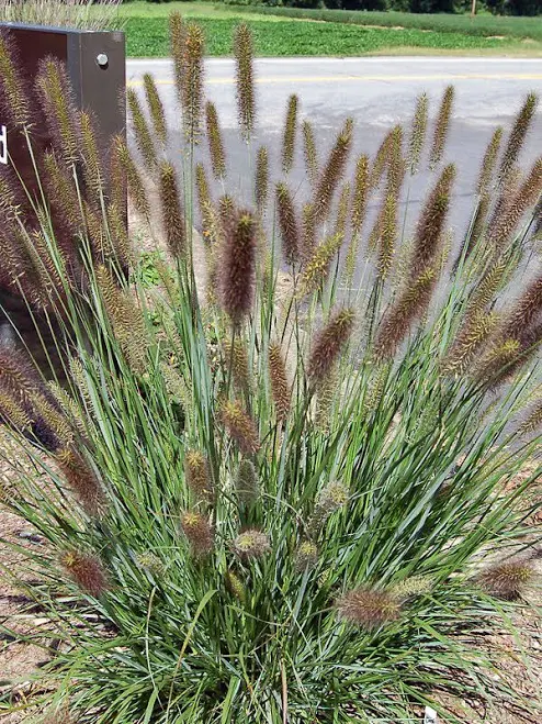 Pennisetum Cayenne Perennial Ornament...