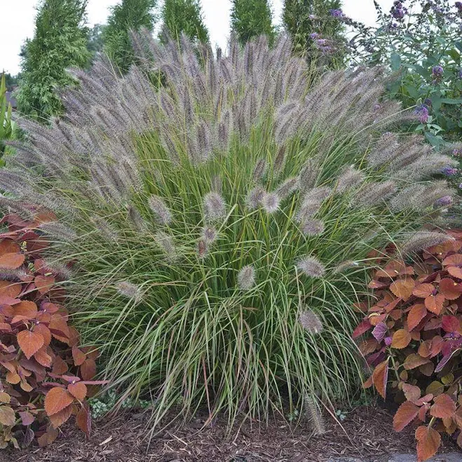 Prairie Winds 'Desert Plains' Fountai...