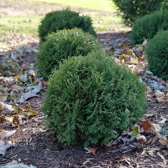 Proven Winners Tater Tot Arborvitae
