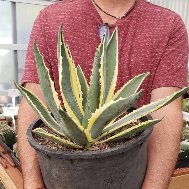 Variegated Century Plant