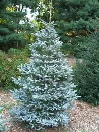 Abies Koreana Silberlocke
