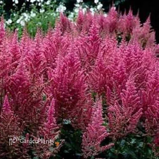 Astilbe 'Visions in Pink' False Spirea