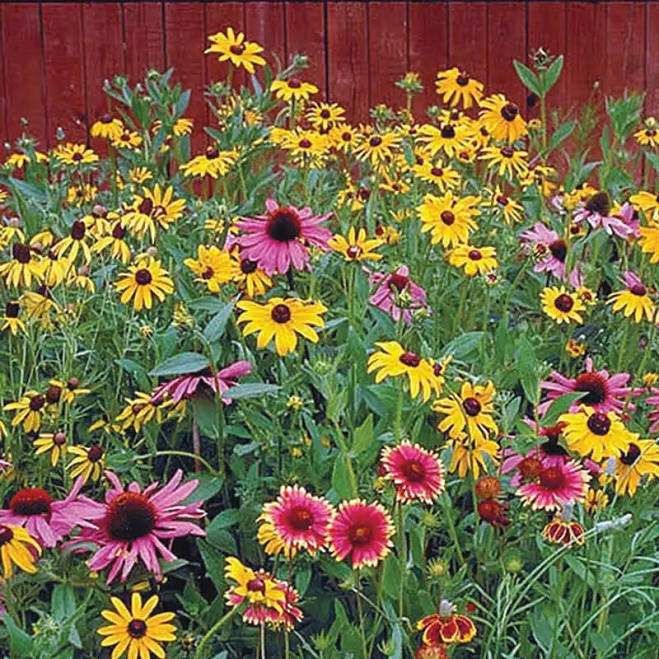 Gurney's Native Wildflower Mixture Pl...