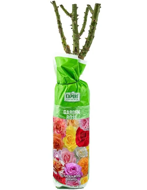 Walmart Assorted Rose Bush