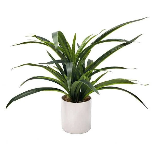 at Home Grass Plant