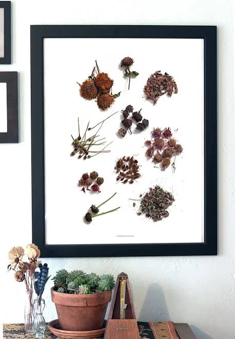 Dried Flower Print - Botanical Art - ...