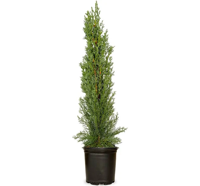 FLOWERWOOD Italian Cypress