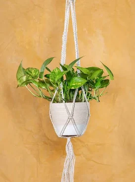 Housewarming Golden Pothos Plant with...