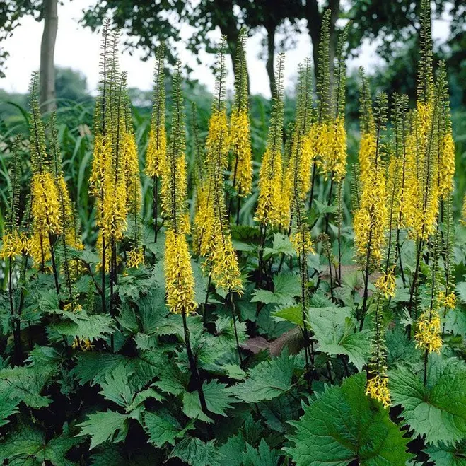 American Meadows The Rocket Golden Ra...