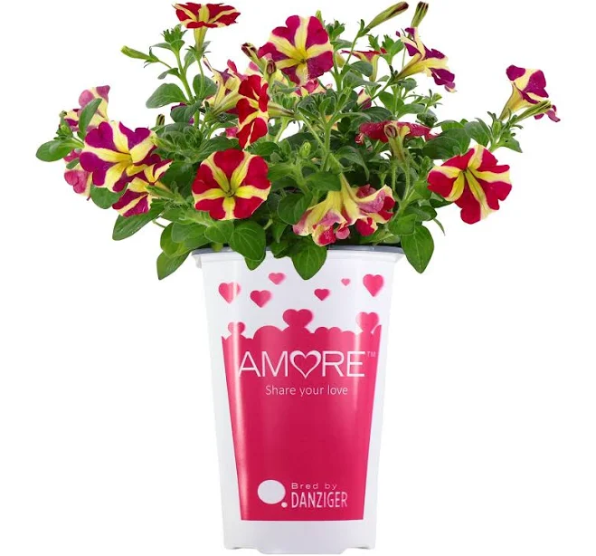 Amore 9 inch Red Yellow Bicolor Petun...