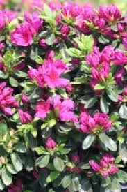 Azalea 'Girard's Fuchsia'