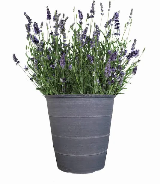Better Homes & Gardens 2QT Lavender L...