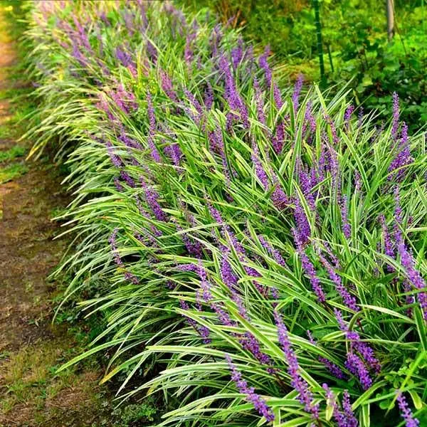 Brighter Blooms Variegated Liriope Plant