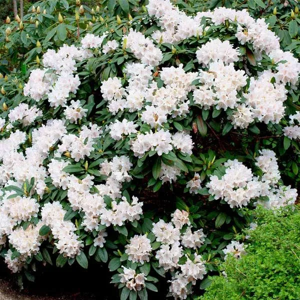 Brighter Blooms White Rhododendron Sh...