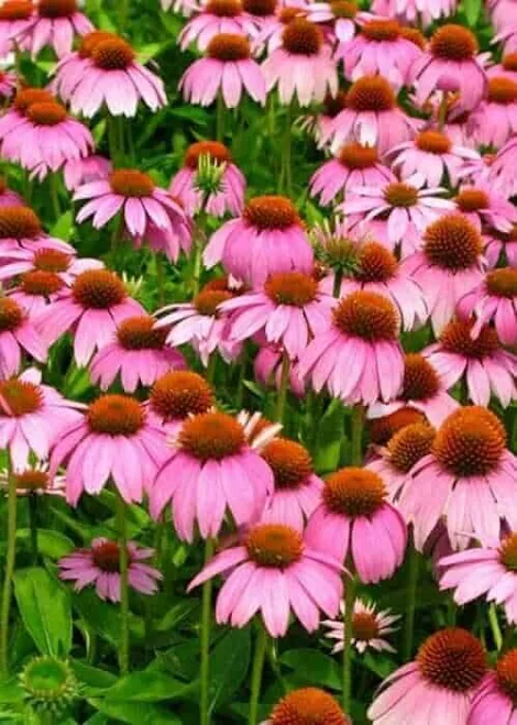 Echinacea Crazy Pink