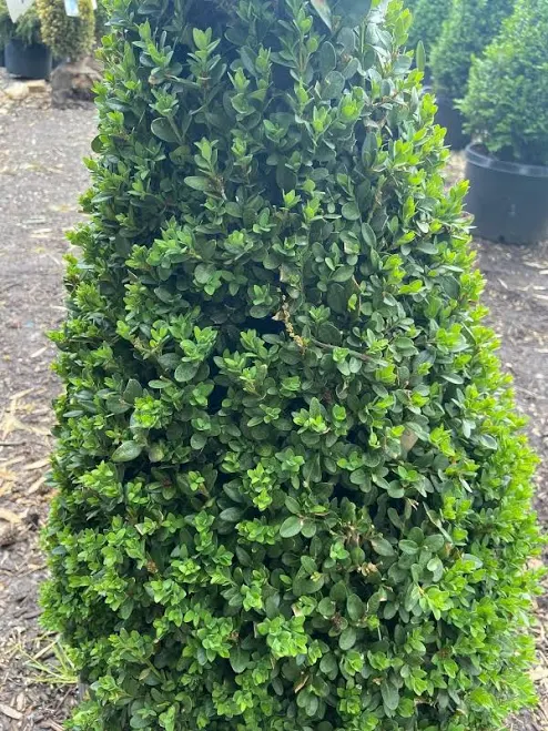Green Mountain Littleleaf Boxwood Con...
