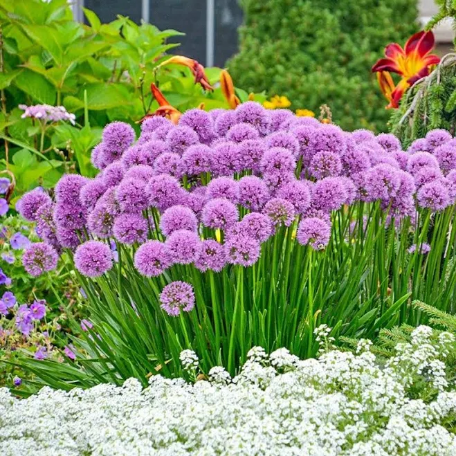 Millenium Allium 1 Per Package Purple...