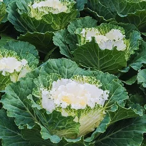 Ornamental Live Cabbage Plant