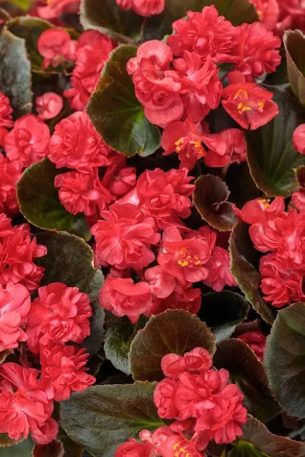 Proven Winners Begonia Semperflorens ...