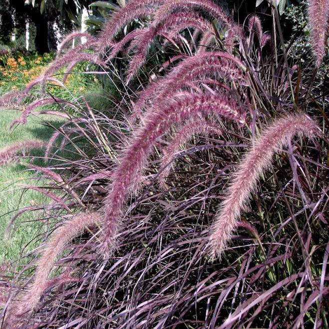 Red Fountain Grass