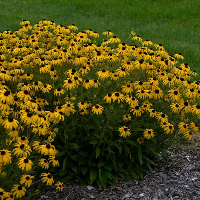 Rudbeckia ' American Gold Rush' Black...