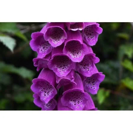 Seedville Foxglove Flower Seeds