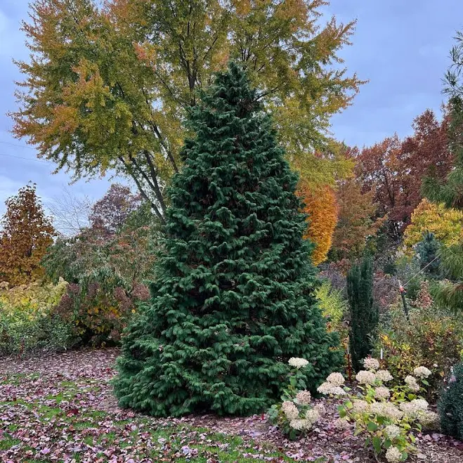 Soft Serve False Cypress