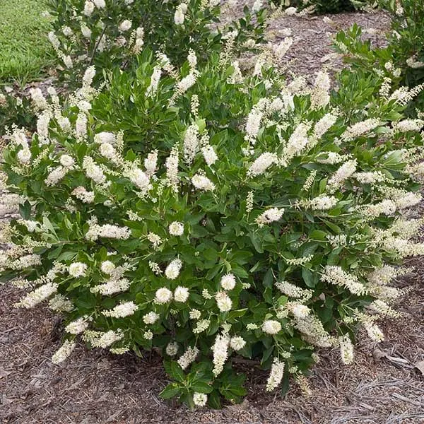 Summersweet Clethra Shrub/Bush