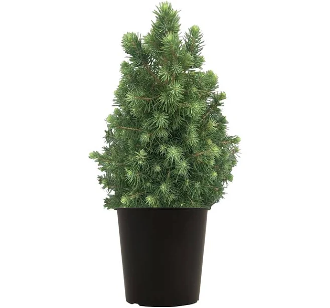 Expert Gardener 2.25g Green Spruce, L...