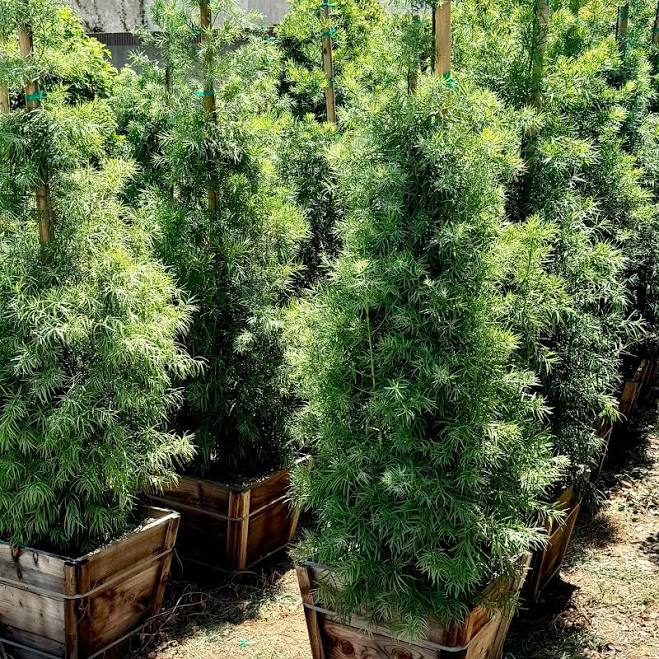 C&J Gardening Center Podocarpus Graci...