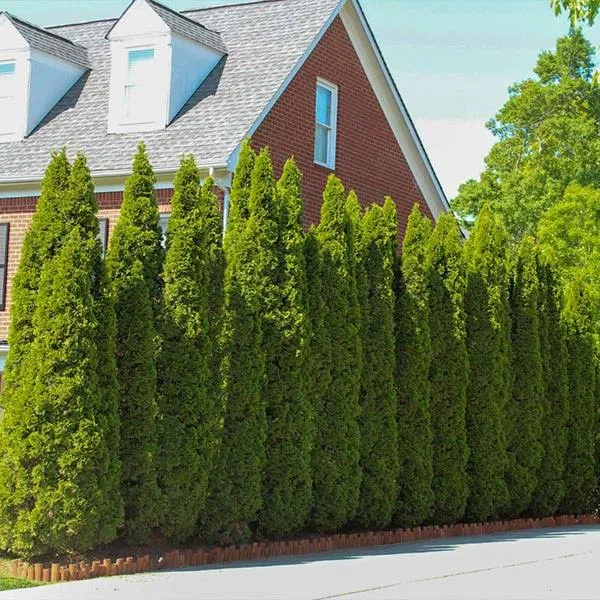 Fast Growing Trees Emerald Green Arbo...