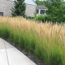 'Karl Foerster' Feather Reed Grass
