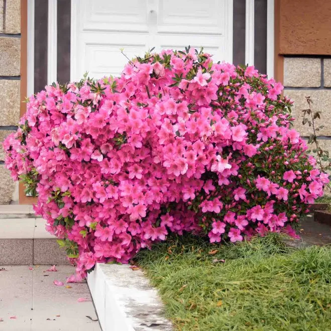 Perfect Plants Gumpo Pink Azalea 3 Ga...