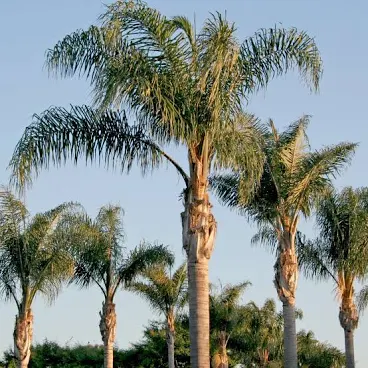 Queen Palm Tree