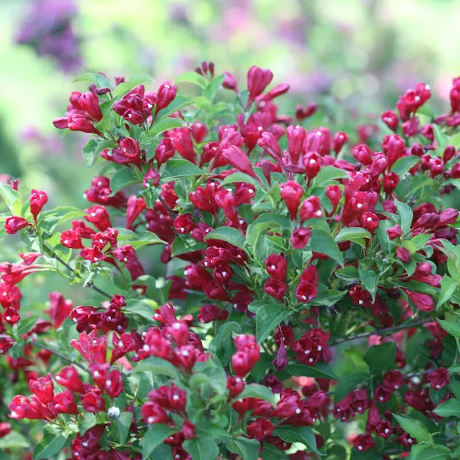Sonic Bloom Red Reblooming Weigela