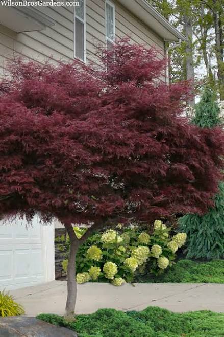 Tamukeyama Dwarf Red Japanese Maple (...