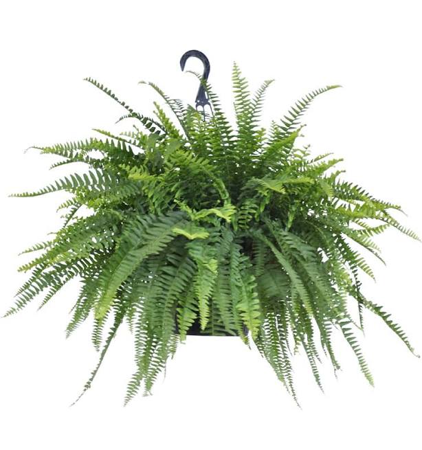 United Nursery Live Boston Fern Tropi...