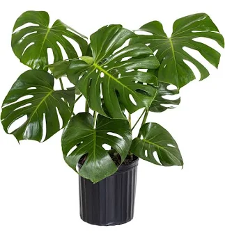 United Nursery Live Monstera Delicios...