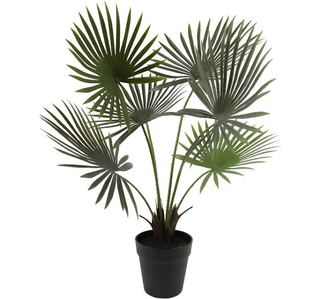 Ashland Potted Green Fan Palm Plant