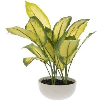 Green Leaf Plant In White Pot