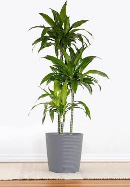 United Nursery Dracaena Janet Craig P...