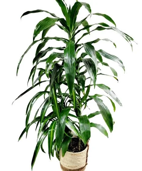 Wekiva Foliage Dracaena Lisa Elegance...